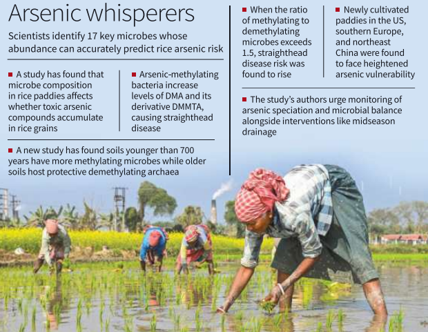 Arsenic-Methylating Microbes and Straighthead Disease in Rice
