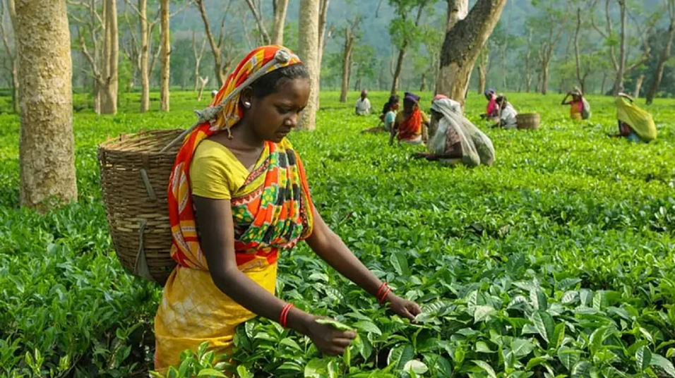 Tribal body opposes ST status for six Assam communities 