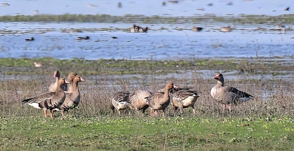 Rowmari–Donduwa Wetland Complex, Assam – Push for Ramsar Site Tag