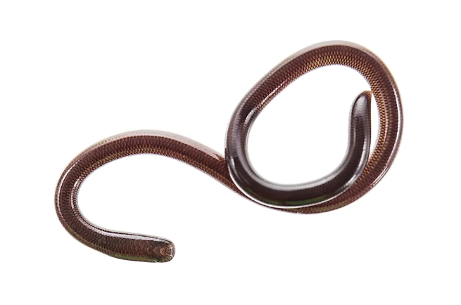 Barbados Threadsnake: Rediscovery of the World's Smallest Known Snake