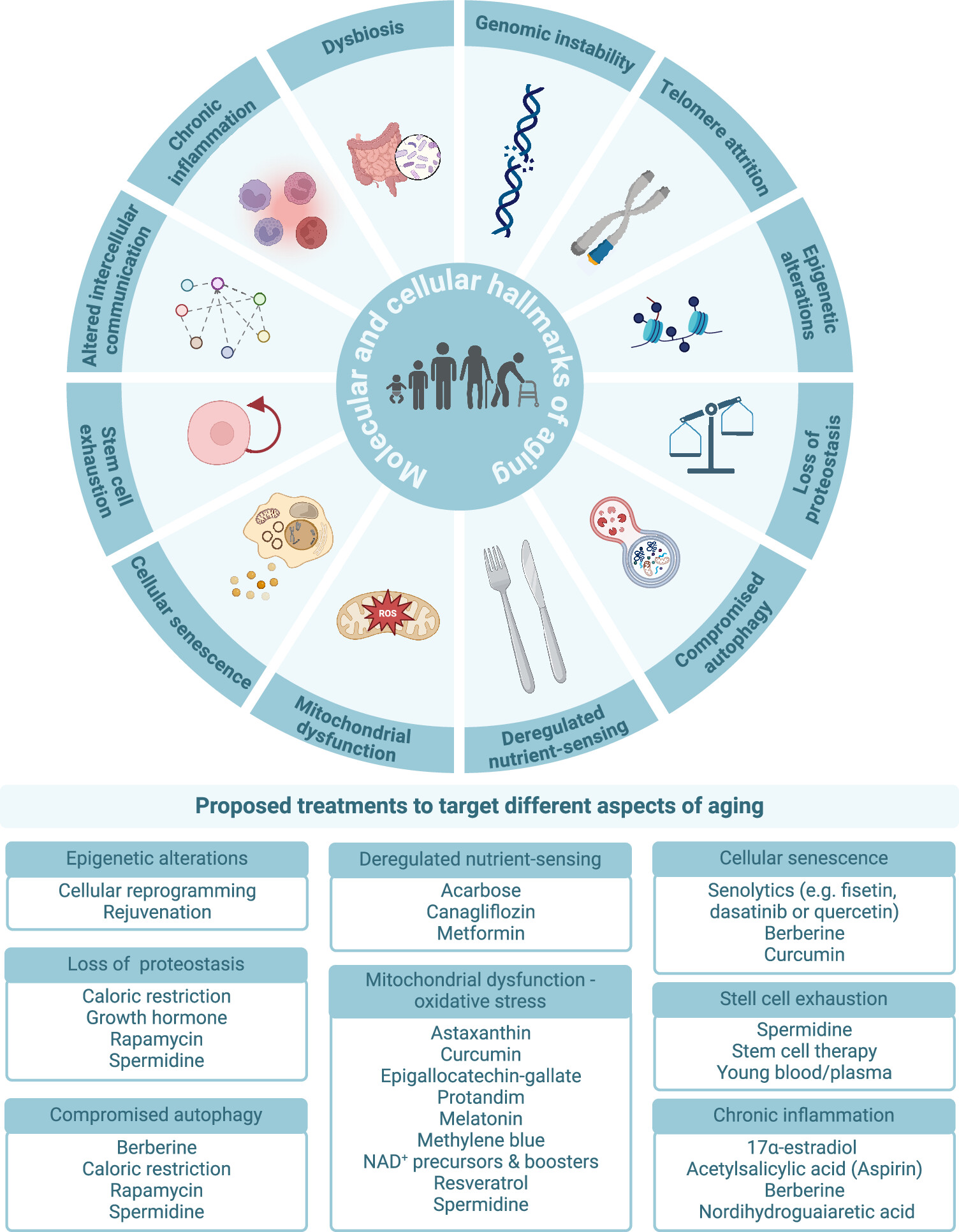 BHARAT (Biomarkers of Healthy Aging, Resilience, Adversity, and Transitions)