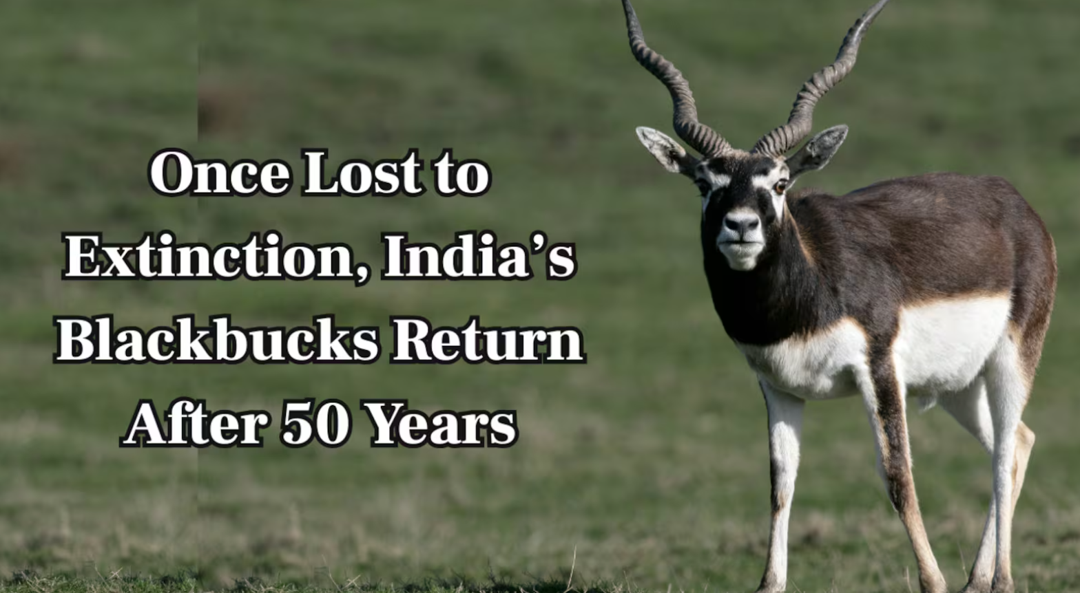 Blackbuck Returns to Chhattisgarh after 50 Years