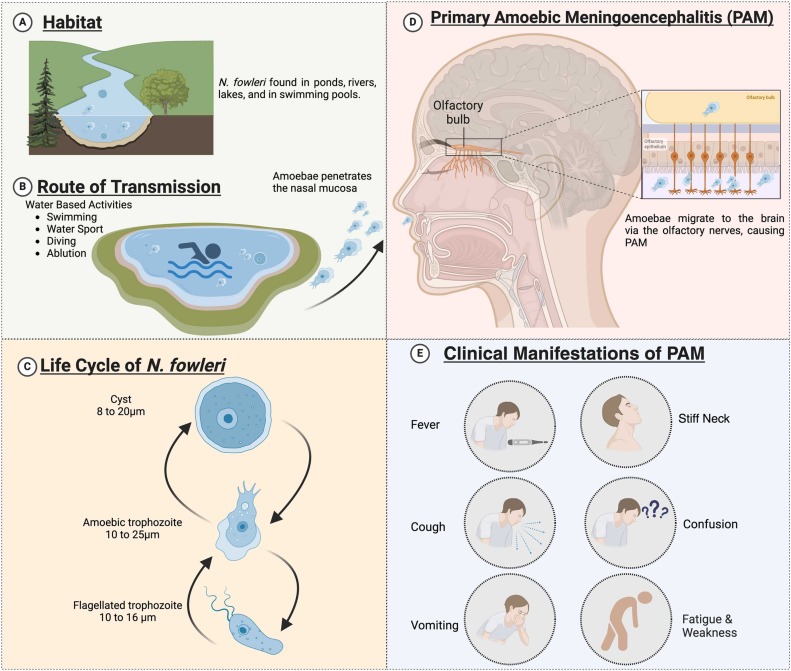 Naegleria fowleri &  Primary Amoebic Meningoencephalitis (PAM)