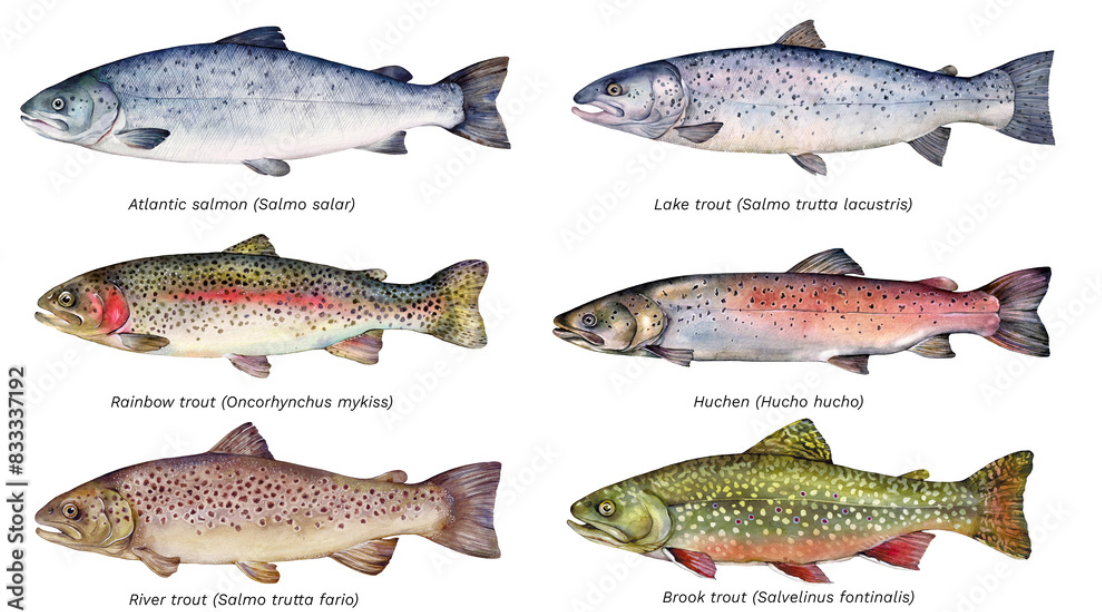 Trout Farming in Himachal Pradesh: Impact of Flash Floods