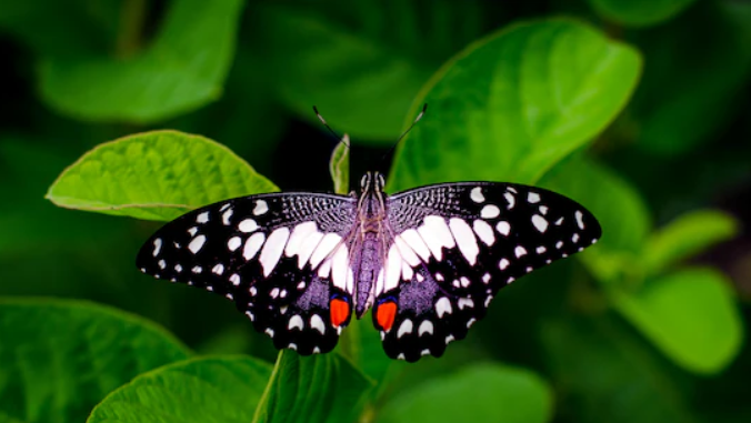 Butterfly diversity in Kerala and the Western Ghats