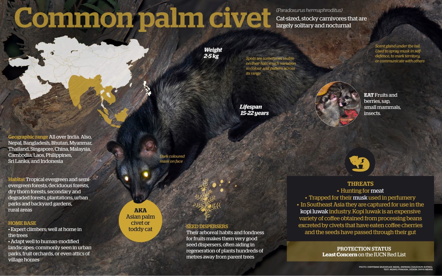 Common palm Civet