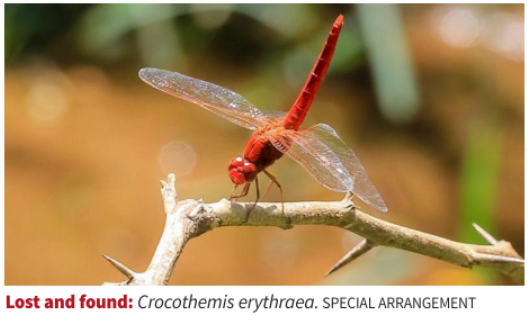 Ice Age-era Dragonfly Rediscovered: Crocothemis erythraea