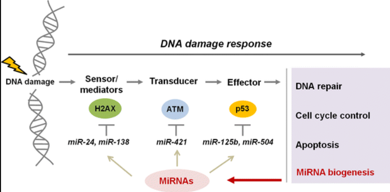 DNA Damage Response: Key Cellular Mechanism Uncovered