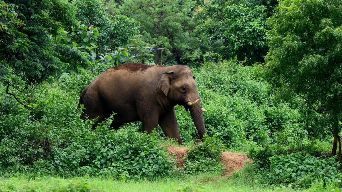 Status of Elephants in India – 2025 Report (WII)