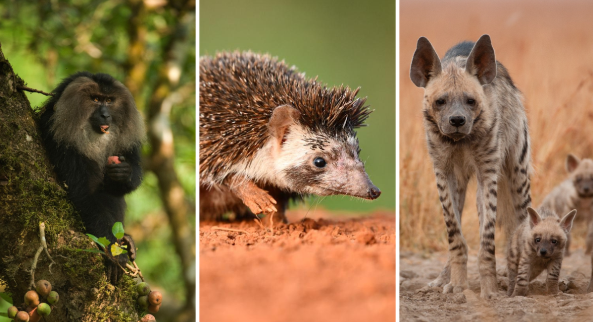 Tamil Nadu’s ₹1 Crore Initiative for Conservation of Four Lesser-known Endangered Species