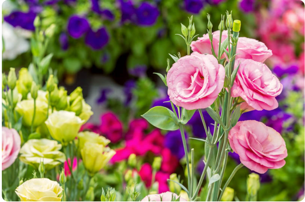 Exotic Eustoma Blooms in Odisha with NBRI Efforts