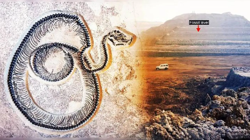 India’s Fossils at Risk of Being Sold Abroad