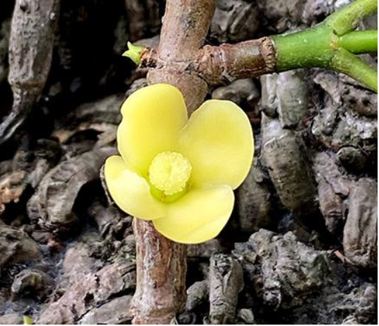 New Garcinia Species Discovered