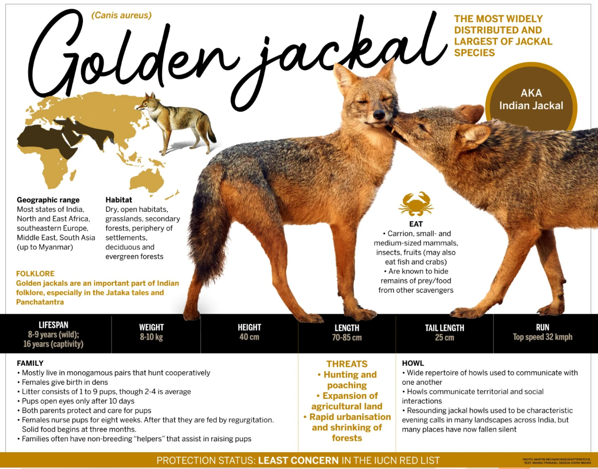 Golden jackal