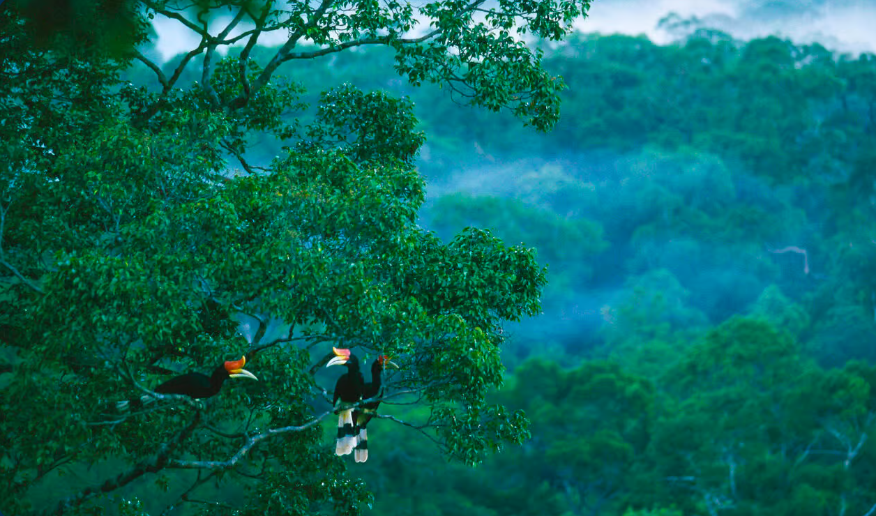 Great Hornbill 