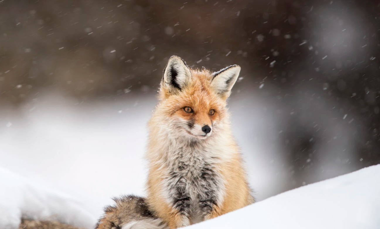 Himalayan red fox (Vulpes vulpes montana)