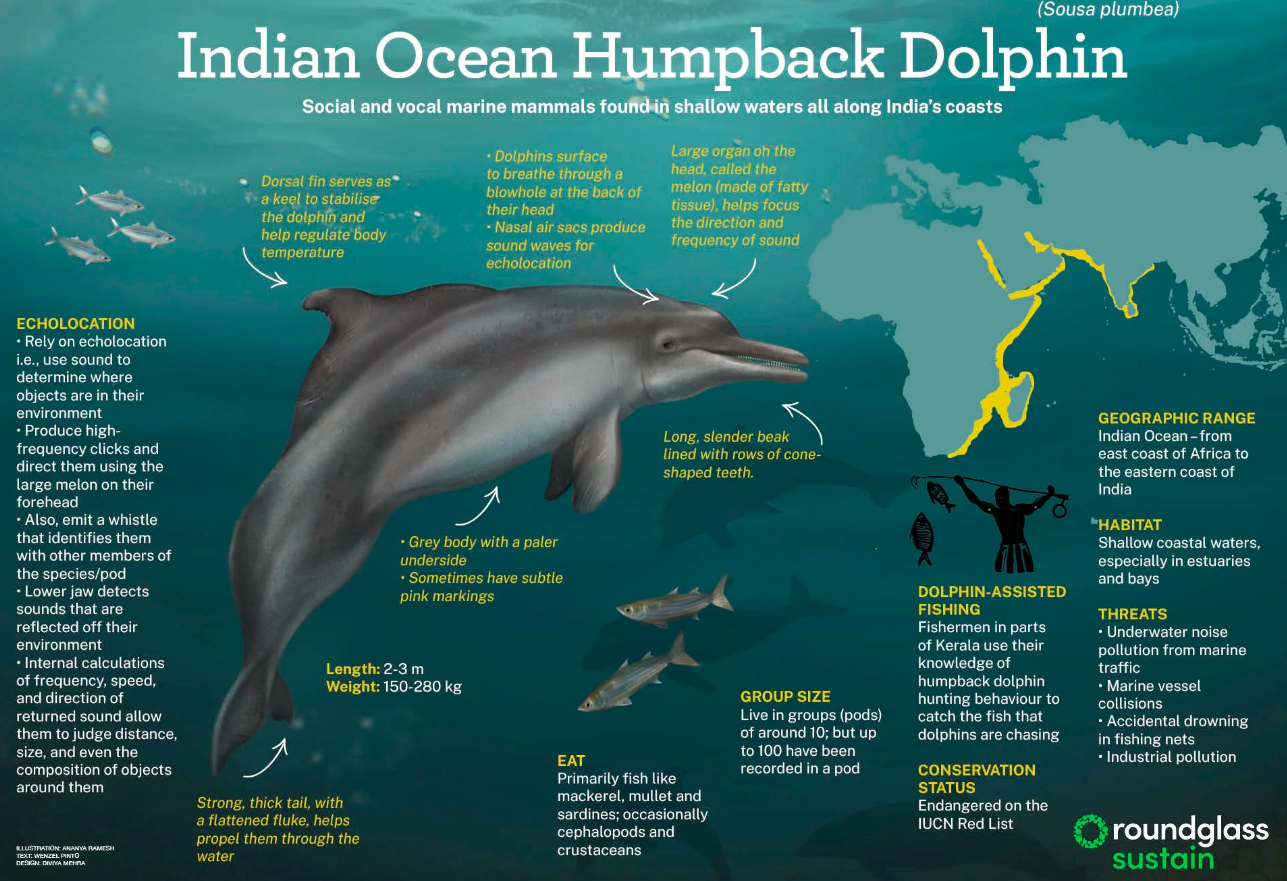 Human–dolphin cooperative fishing in Ashtamudi lake