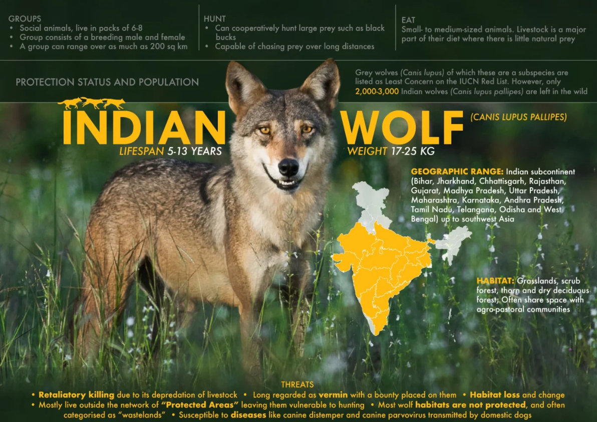 Indian Wolf (Canis lupus pallipes)