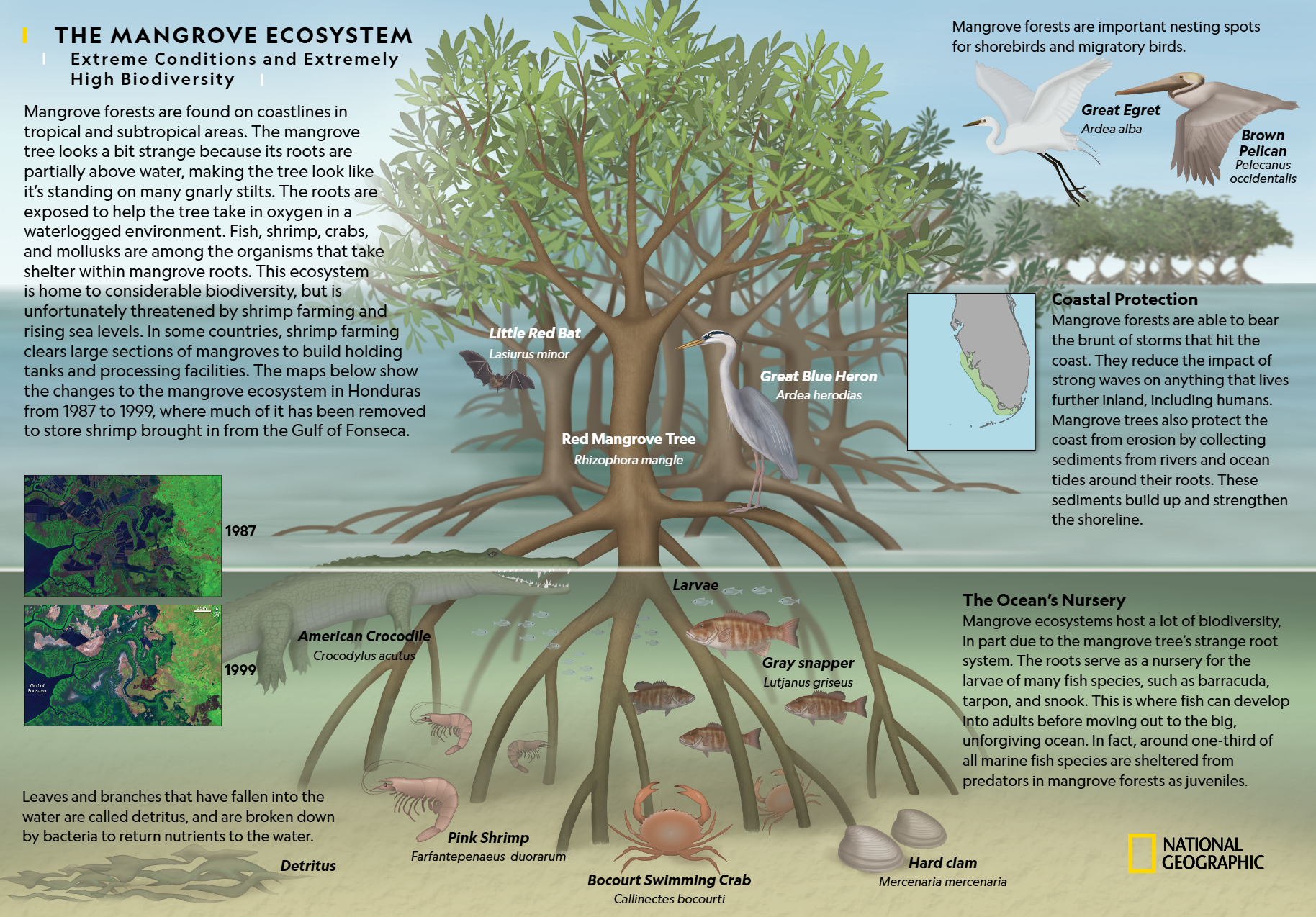 Mangrove Conservation and Global Initiatives