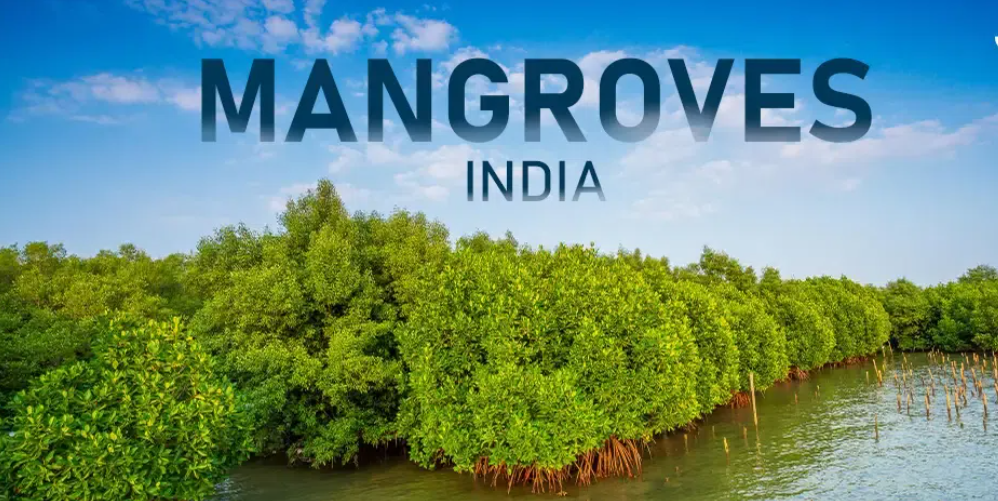 World Bank to fund T.N. village councils for mangrove plantation