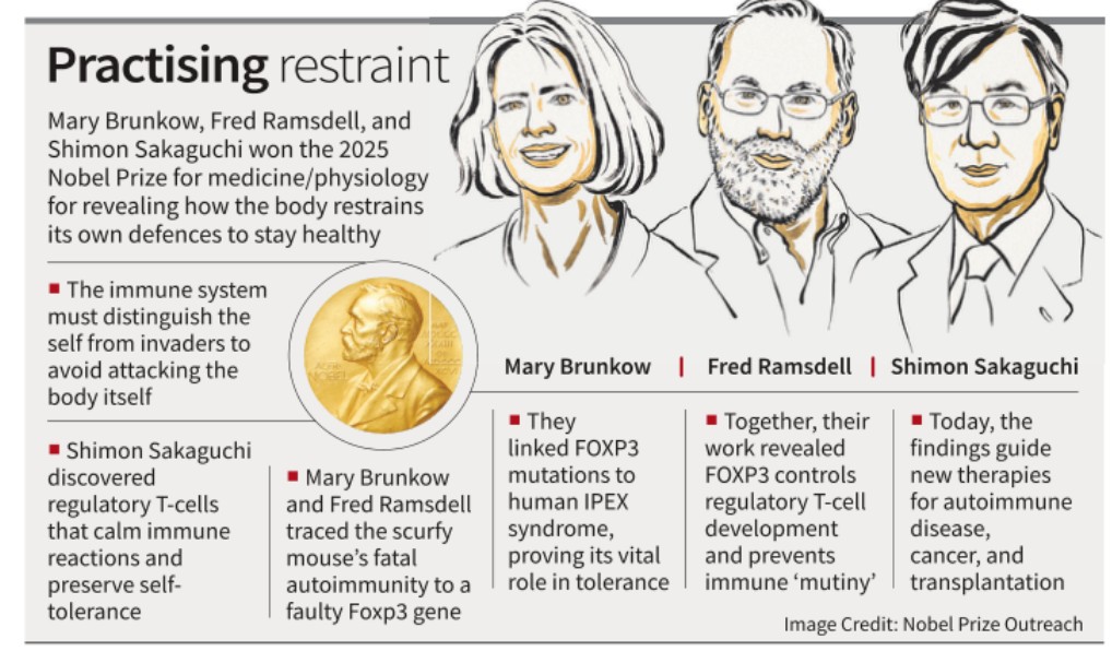 2025 Nobel Prize in Medicine: Keeping the Immune System in Check