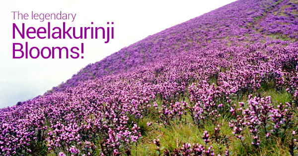 Kurinji Blooms in Gudalur, Tamil Nadu: Ecological and Cultural Significance