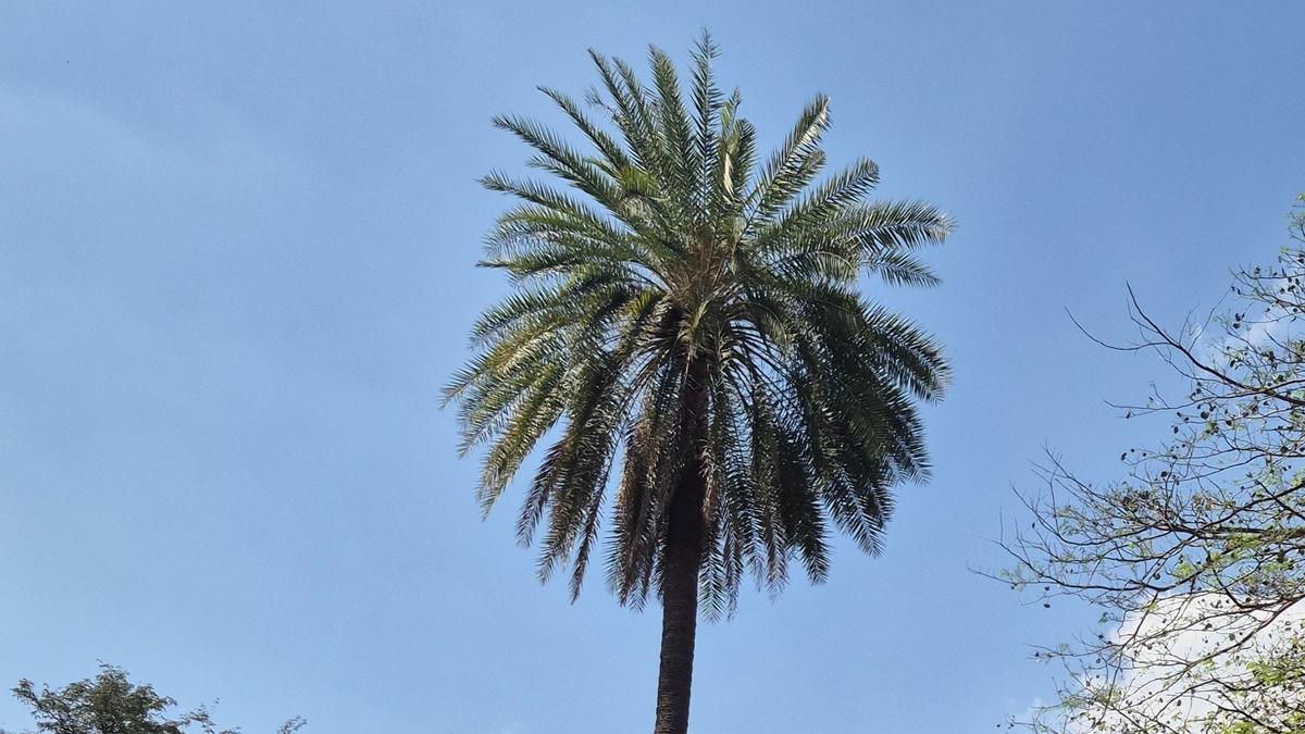 Discovery of New Palm Species – Phoenix roxburghii