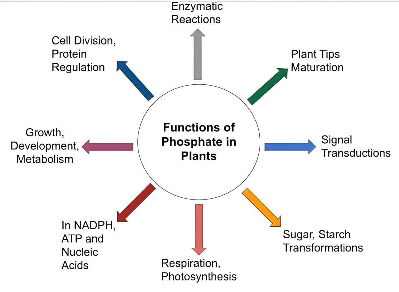 Gene-Edited Rice by NIPGR