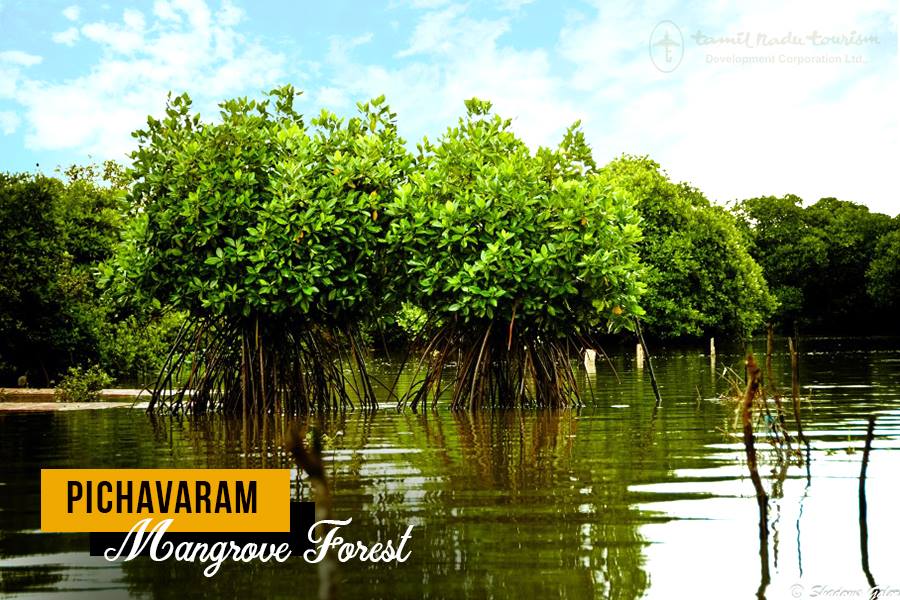 Tamil Nadu’s Tidal Nursery System for Mangrove Survival : Iqbal Method