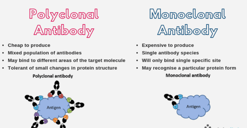 Monoclonal Antibodies (mAbs)
