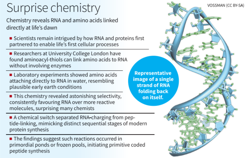 How RNA and Amino Acids May Have Linked on Early Earth