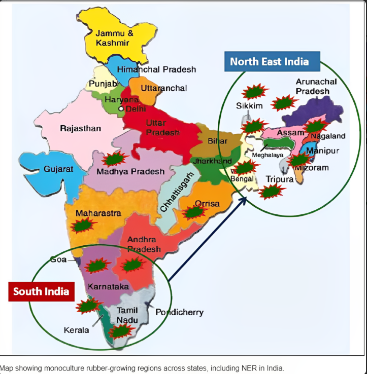 Natural Rubber Cultivation in India