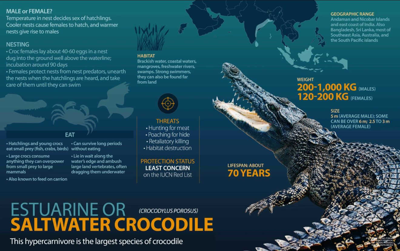 Saltwater Crocodile Population in Sundarbans