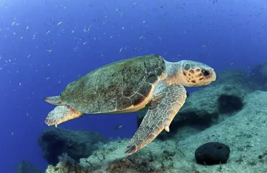 Loggerhead sea turtle and climate change threats