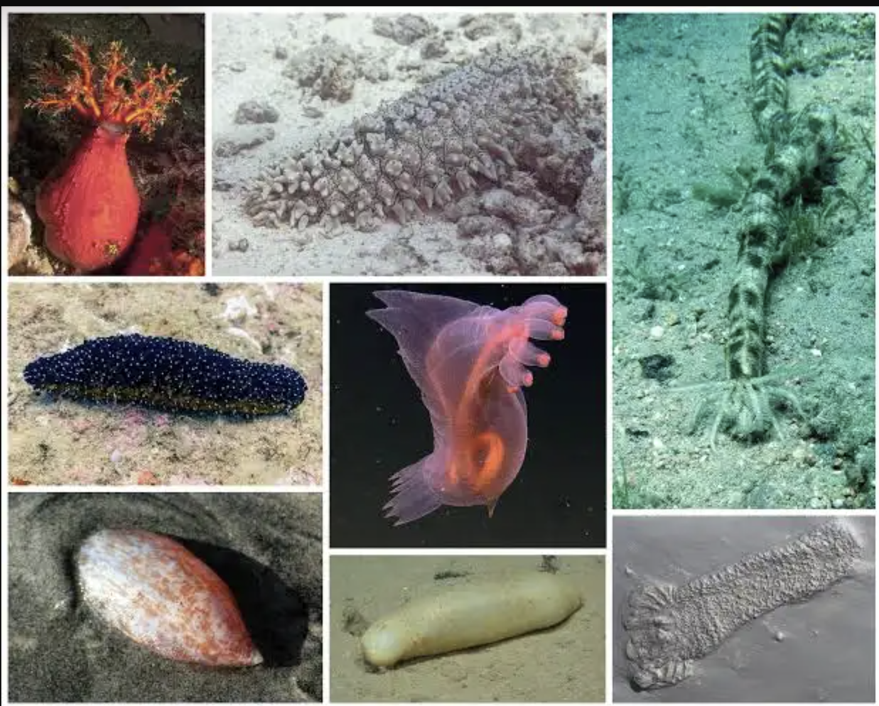 Sea cucumber poaching case in Lakshadweep 