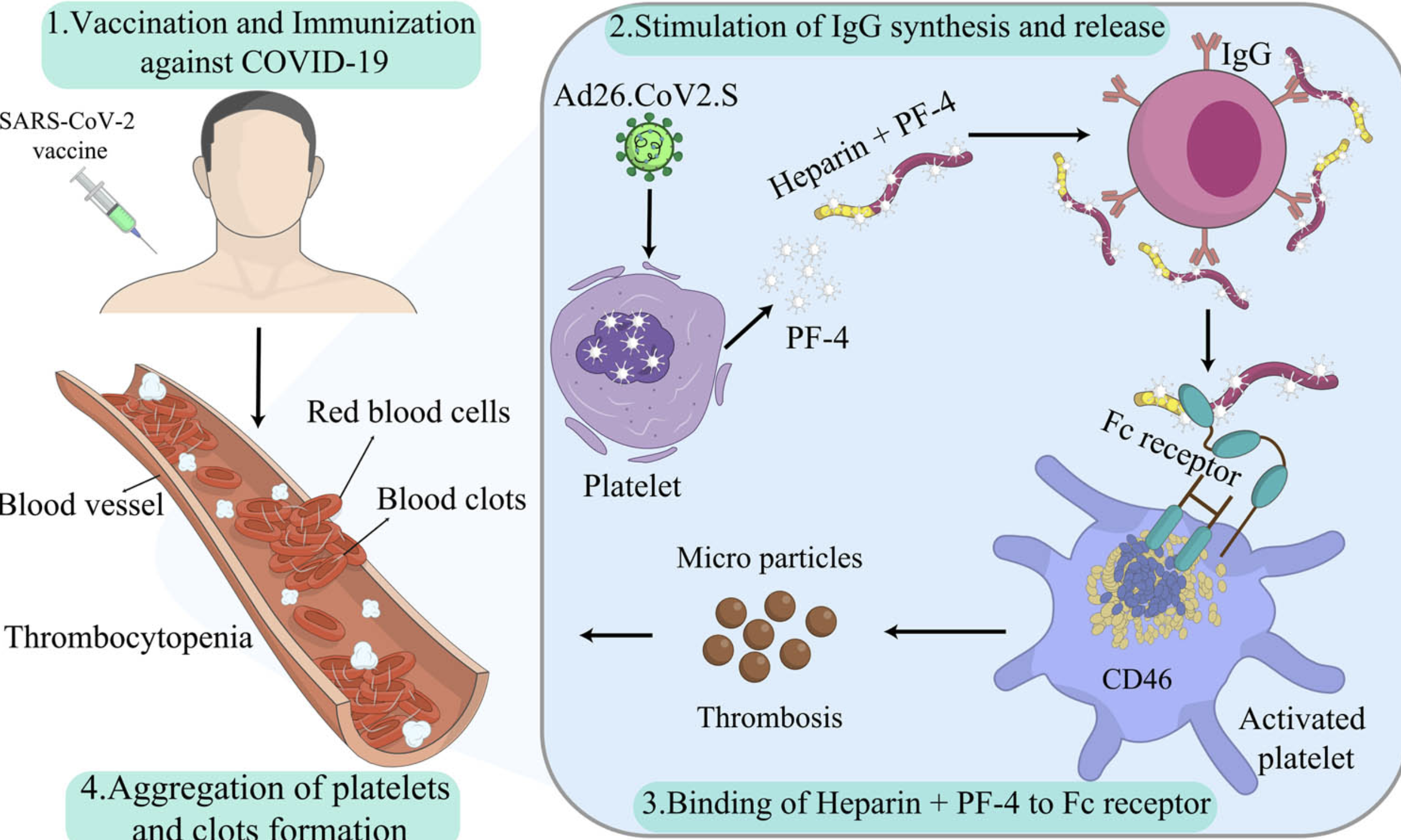 Vaccine‑Induced Immune Thrombocytopenia and Thrombosis.