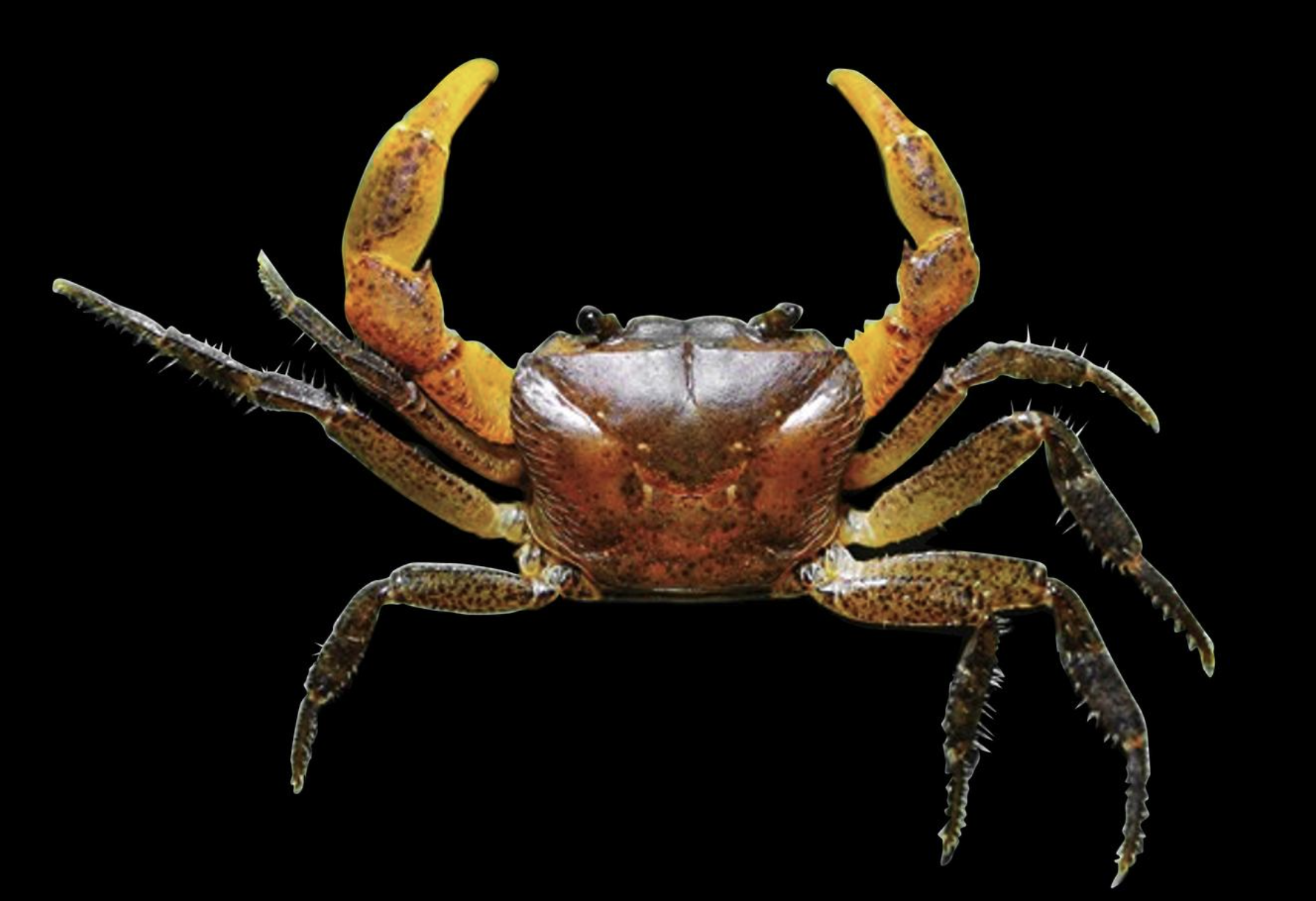 Freshwater crab with both male and female traits discovered in Silent Valley
