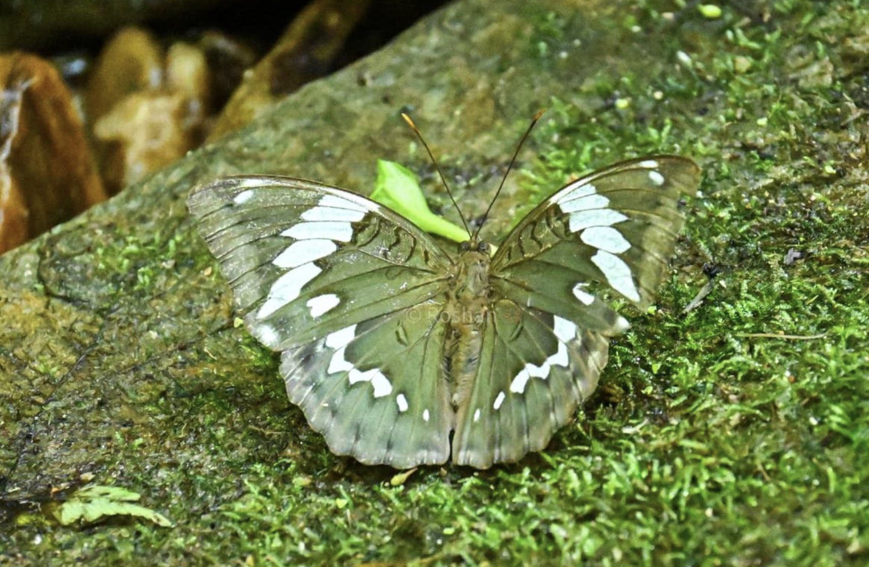 New butterfly species: Euthalia zubeengargi