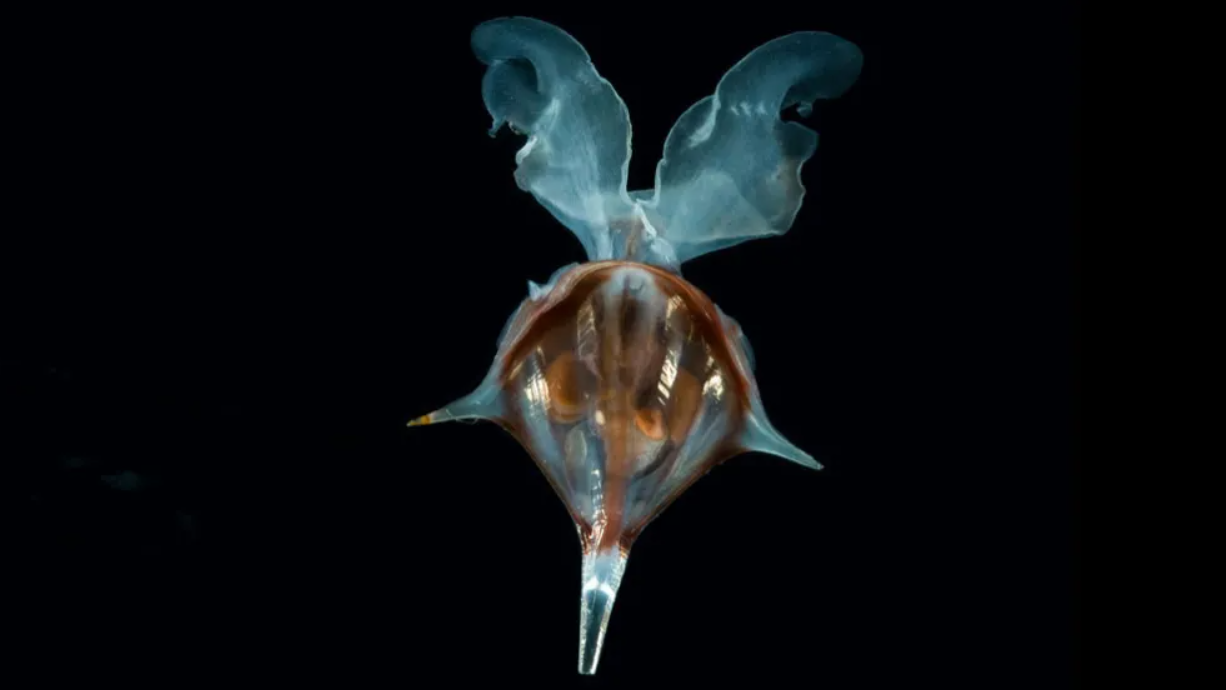 Researchers identify four species of sea butterflies new to India
