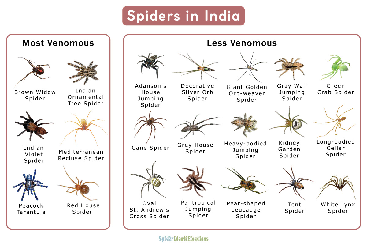 Spiders of India