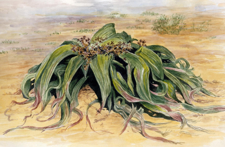 Welwitschia mirabilis