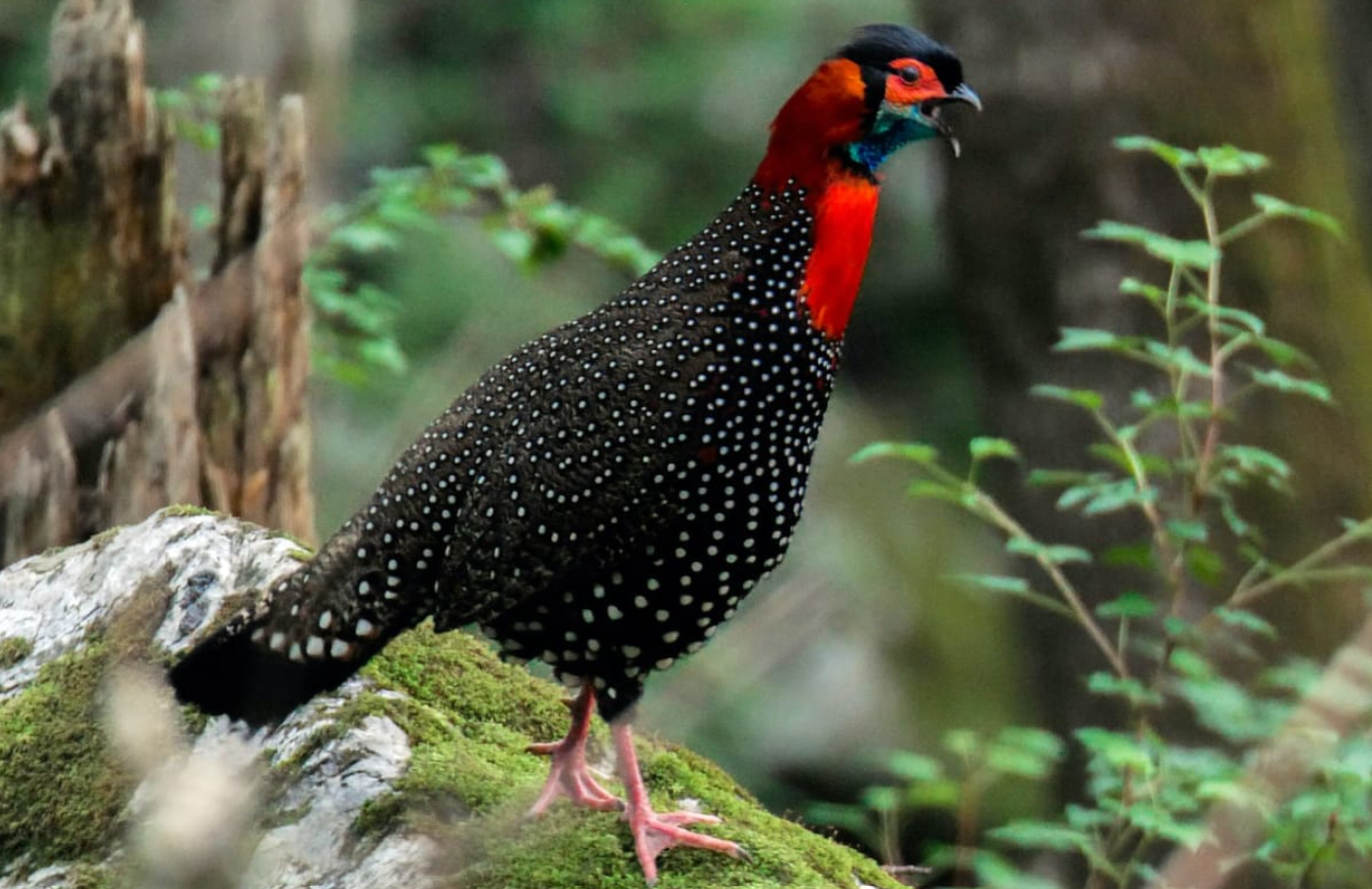 Western Tragopan (Tragopan melanocephalus)